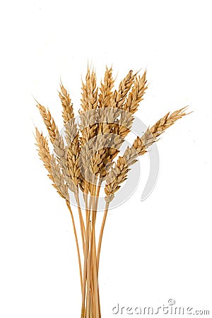 Few ears of wheat Stock Photo
