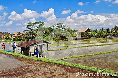 A few farmers working on the rice paddies close to Campuhan ridge walk in Ubud. Editorial Stock Photo