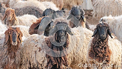 A few hairy flock sheep at a desert farm in arabia Stock Photo