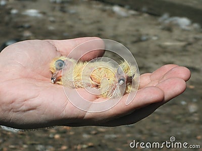 Few hours old yellow cute pigeons in hand 8 Stock Photo