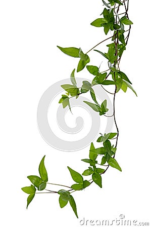 Few Ivy stems isolated over white. Stock Photo