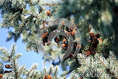 A few large branches of blue spruce with dark brown cones Stock Photo