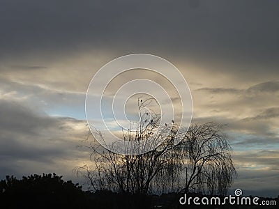 A few little birds stopped on the tree as the dusk approached dim. Stock Photo