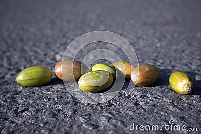 Few multicolored unripe acorns lying on the gray dry asphalt Stock Photo