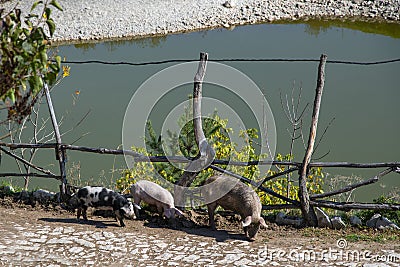 Pigs walking along the path along the fence above the pond Stock Photo