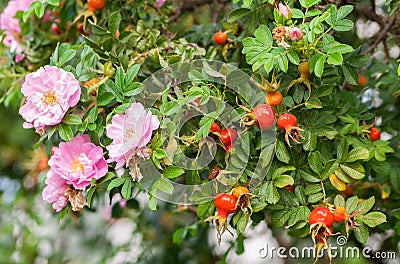 few pink roses and many rose hips on a large branch Stock Photo