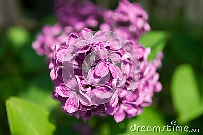 A few Purple lilacs in macro Stock Photo