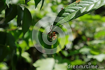 A few red ants trying to bend a large leaf while on the end of the tip of the leaf Stock Photo