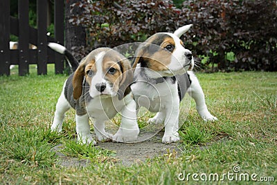 A few small beagle puppies Stock Photo