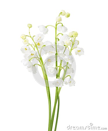 Few sprigs of Lily of the Valley isolated on white. Stock Photo
