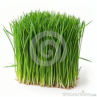 a few strands of fresh cut wheat grass Stock Photo