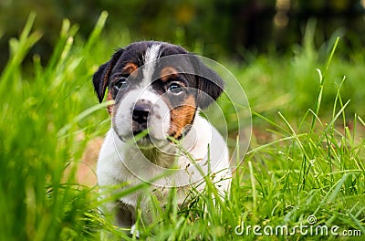 A few week old puppies run around the garden. Stock Photo