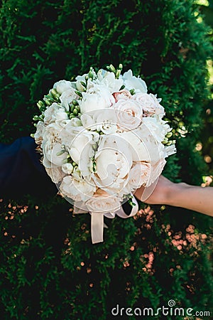 Fiance and the bride holds luxurious bridal bouquet of white peonies and roses in coniferous bushes Stock Photo