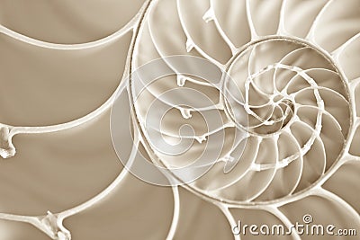 Fibbonachi Spiral in Nautilus Shell Stock Photo