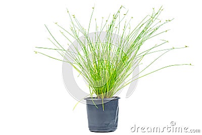 Fiber Optic Grass, 