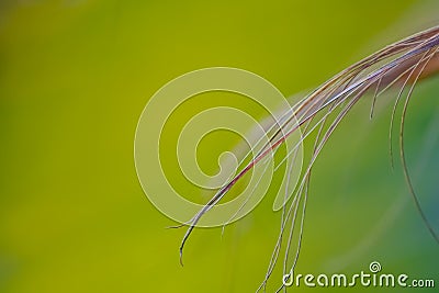 Fibers at the tips of a palm tree leaf close-up. The concept that natural fibers examined under a microscope show they are the Stock Photo