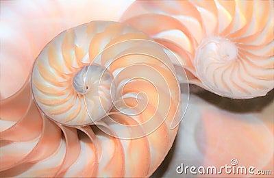 fibonacci pattern in cross section nautilus sea shell Stock Photo