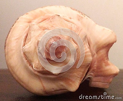 Fibonacci sequence on conch shell. Stock Photo