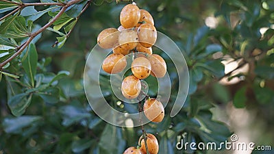 Fibraurea tinctoria (Akar badi, Akar Kinching Kerbau, Akar kunyit, Akar penawar, Sekunyit) Stock Photo