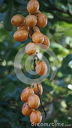 Fibraurea tinctoria (Akar badi, Akar Kinching Kerbau, Akar kunyit, Akar penawar, Sekunyit) Stock Photo