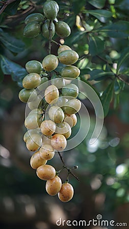 Fibraurea tinctoria (Akar badi, Akar Kinching Kerbau, Akar kunyit, Akar penawar, Sekunyit) Stock Photo