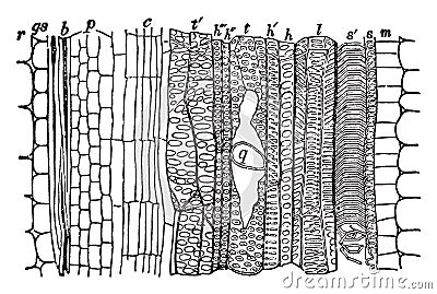 Fibro-vascular Bundle vintage illustration Vector Illustration