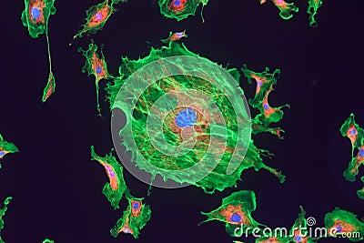 Fibroblast cells Stock Photo