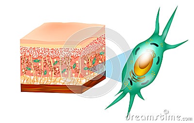 Fibroblast and skin structure Vector Illustration