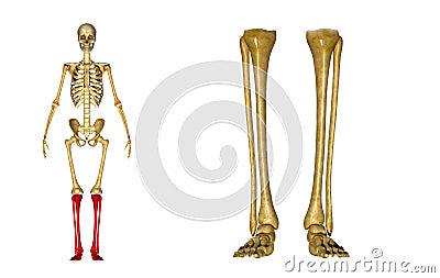 Fibula and tibia, Ankle and foot Stock Photo