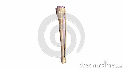 Fibula And Tibia With Ligaments And Nerves Stock Video Video Of Veins Fibular 88169855