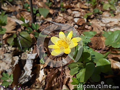 Ficaria verna, Ranunculus ficaria, closeup Stock Photo