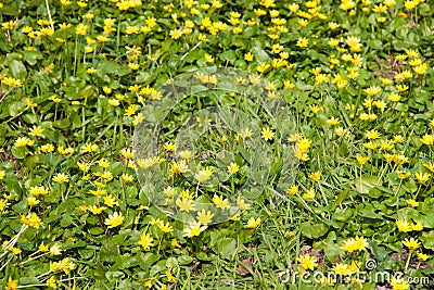 Ficaria verna yellow spring flowers as a background Stock Photo