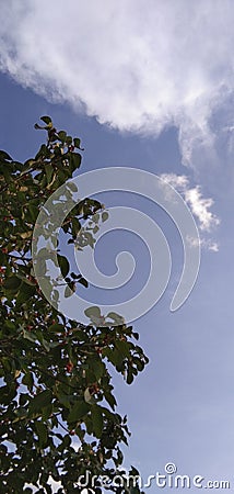 Ficus altissima Blume tree fruits blue sky and cloud Stock Photo