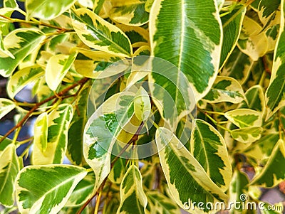 Ficus benjamina Francis Goldstar ornamental plant leaves with beautiful mixed white and green leaves Stock Photo