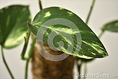 Ficus benjamina leave close up Stock Photo