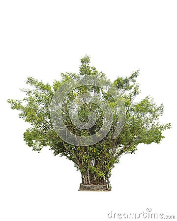 Ficus benjamina tree isolated on white Stock Photo