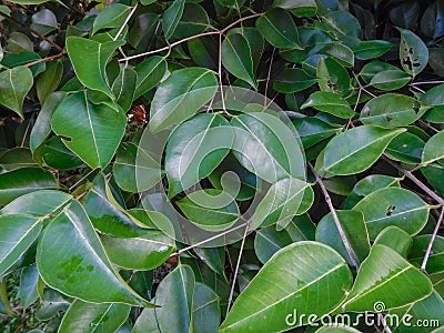 The green leaves of a fig tree Stock Photo