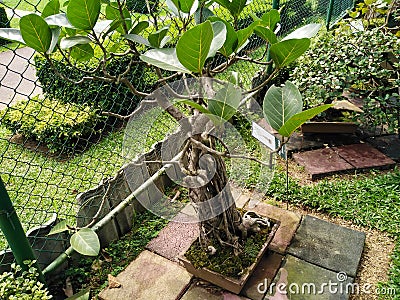 Ficus Bonsai tree in a beautiful poy Stock Photo