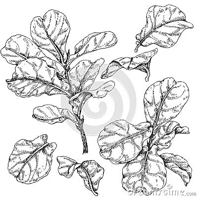 Ficus branches and leaves sketch Vector Illustration