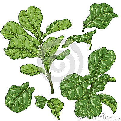 Ficus branches and leaves sketch Vector Illustration