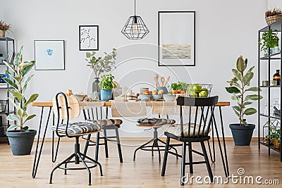 Ficus in cozy dining room Stock Photo