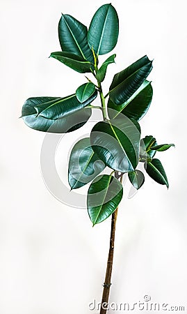 Ficus elastica plant leafs with isolated white background Stock Photo