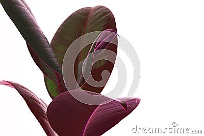 Ficus elastica, rubbery colors houseplant with large thick leaves on white isolated background. Stock Photo