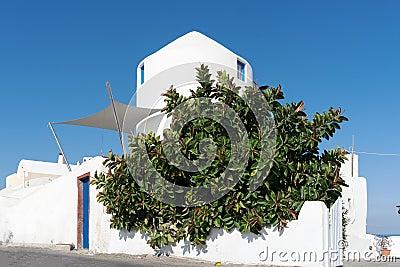 Ficus elastica tree in front of white house in Santorini Stock Photo