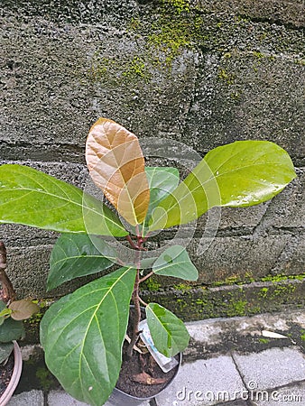 Ficus fistulosa & x28;Dongko& x29; Figs Plant Stock Photo