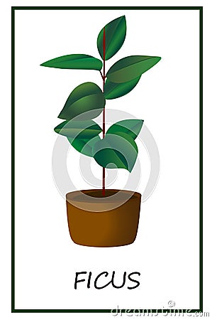 Ficus, flower in a pot, plant in a pot, evergreen, indoor flower Vector Illustration