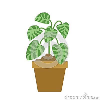 Ficus flower in pot Vector Illustration