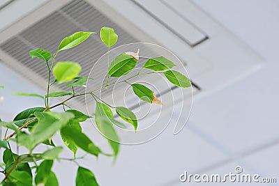 Ficus green leaves on the background ceiling air conditioner Stock Photo