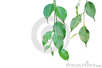 Ficus Green Leaves with Rain Water Drops Isolated on White Background Stock Photo