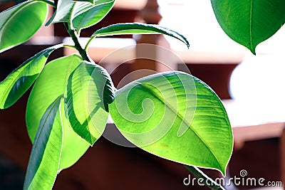 A ficus. Green leaves of a tropical flower ficus. Home plants Stock Photo